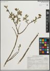 Foto von Salix pseudocordata Andersson